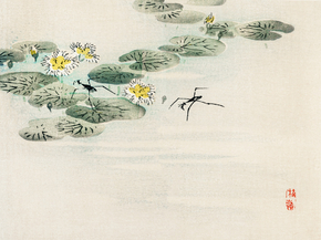 Байрэй, Коно - Water striders in a lotus pond