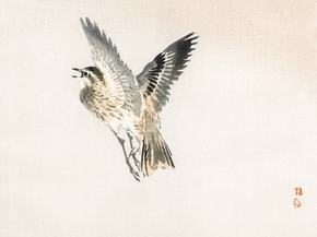 Байрэй, Коно - Sparrow