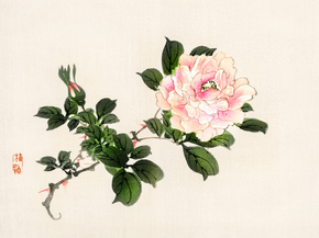Байрэй, Коно - Pink rose Байрэй, Коно - Pink rose