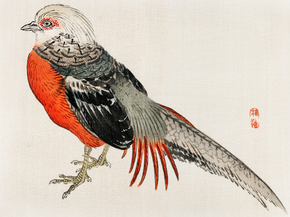 Байрэй, Коно - Japanese pheasant