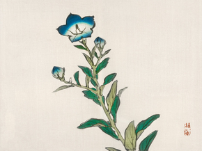Байрэй, Коно - Morning glory