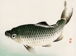 Байрэй, Коно - Carp