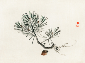 Байрэй, Коно - Pine