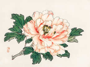 Байрэй, Коно - Pink rose