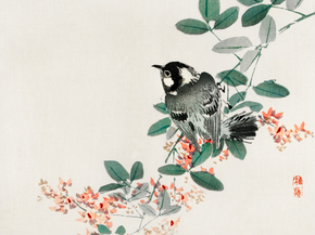 Байрэй, Коно - Black-capped chickadee