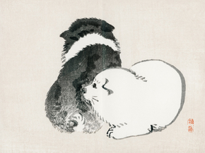 Байрэй, Коно - Black and white puppies Байрэй, Коно - Black and white puppies