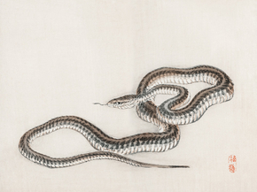 Байрэй, Коно - Snake