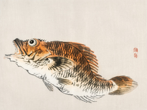 Байрэй, Коно - Muskellunge