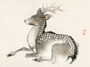 Байрэй, Коно - Elk