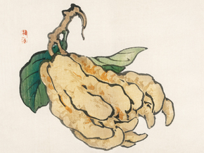 Байрэй, Коно - Etrog