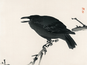 Байрэй, Коно - Crow