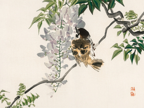 Байрэй, Коно - Sparrow on a branch