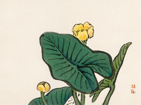 Байрэй, Коно - Water-lily