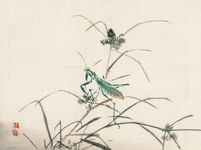 Байрэй, Коно - Grasshopper