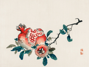 Байрэй, Коно - Pomegranate