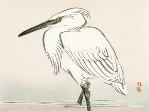 Байрэй, Коно - Snowy egret