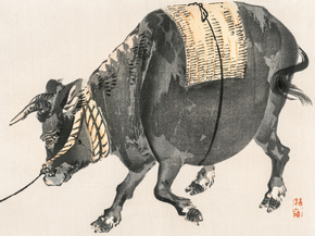 Байрэй, Коно - Black bull