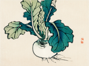 Байрэй, Коно - Radish