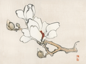 Байрэй, Коно - Magnolia