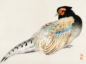 Байрэй, Коно - Peregrine falcon