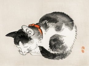 Байрэй, Коно - Sleeping cat Байрэй, Коно - Sleeping cat