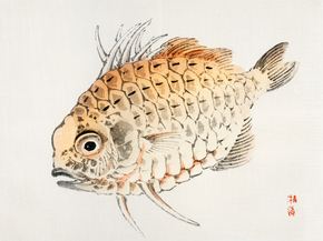 Байрэй, Коно - Fish