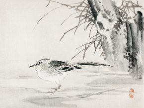 Байрэй, Коно - Spotted sandpiper