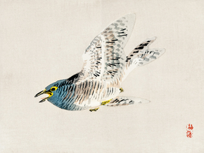Байрэй, Коно - European herring gull