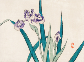 Байрэй, Коно - Irises