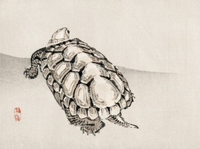 Байрэй, Коно - Turtle