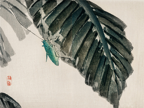 Байрэй, Коно - Insect on leaves
