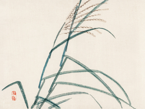 Байрэй, Коно - Poaceae