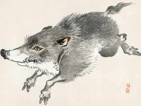 Байрэй, Коно - Wild boar