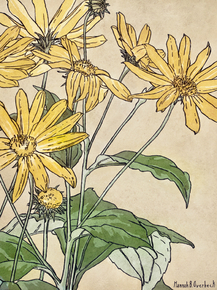 Hannah Borger Overbeck - Sunflowers | Ханна Боргер Овербек