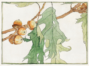 Hannah Borger Overbeck - Oak/Acorns | Ханна Боргер Овербек