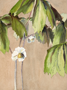 Hannah Borger Overbeck - May Apple | Ханна Боргер Овербек Hannah Borger Overbeck - May Apple | Ханна Боргер Овербек
