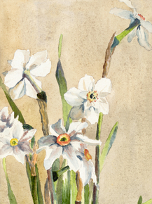 Hannah Borger Overbeck - White Narcissus with Gray Accents | Ханна Боргер Овербек
