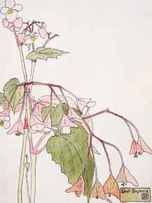 Hannah Borger Overbeck - Beef Begonia | Ханна Боргер Овербек Hannah Borger Overbeck - Beef Begonia | Ханна Боргер Овербек