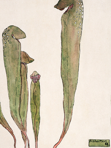 Hannah Borger Overbeck - Pitcher Plant | Ханна Боргер Овербек Hannah Borger Overbeck - Pitcher Plant | Ханна Боргер Овербек