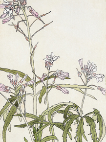 Hannah Borger Overbeck - Pink Flowers with Spiky Green Leaves | Ханна Боргер Овербек
