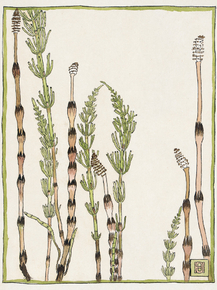 Hannah Borger Overbeck - Horsetail | Ханна Боргер Овербек