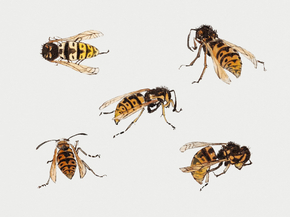 Julie de Graag - Studies of wasps | Джули де Грааг