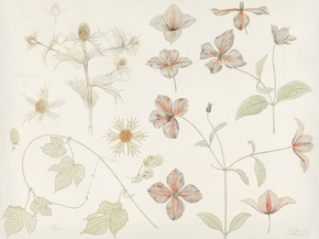 Julie de Graag - Study sheet with Sea Thistle, Hop and Clematis | Джули де Грааг