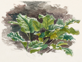 Samuel Colman - Botanical Study | Сэмюэл Колмен Samuel Colman - Botanical Study | Сэмюэл Колмен