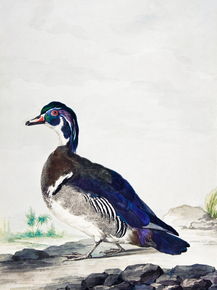 Aert Schouman - A Duck | Аерт Шоуман