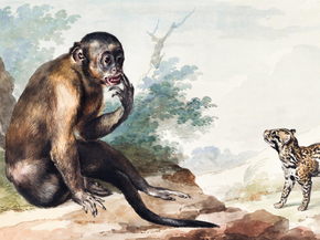 Aert Schouman - A Monkey Sitting on a Rock Looking at a Civet | Аерт Шоуман
