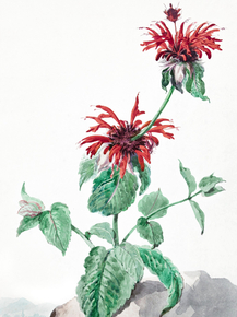 Aert Schouman - A Red Bergamot in a Landscape | Аерт Шоуман