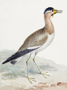 Aert Schouman - A Yellow-wattled Lapwing | Аерт Шоуман