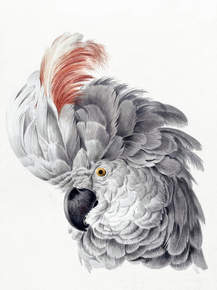 Aert Schouman - Cockatoo Head (Коллекция постеров) | Аерт Шоуман