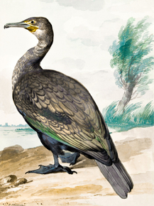Aert Schouman - Cormorant | Аерт Шоуман